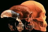 Human Evolution